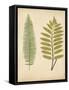 Cottage Ferns II-Edward Lowe-Framed Stretched Canvas