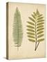 Cottage Ferns II-Edward Lowe-Stretched Canvas