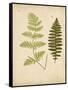 Cottage Ferns III-Edward Lowe-Framed Stretched Canvas