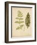 Cottage Ferns III-Edward Lowe-Framed Art Print