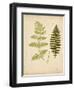 Cottage Ferns III-Edward Lowe-Framed Art Print