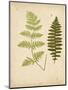 Cottage Ferns III-Edward Lowe-Mounted Art Print