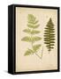 Cottage Ferns III-Edward Lowe-Framed Stretched Canvas