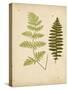 Cottage Ferns III-Edward Lowe-Stretched Canvas