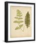 Cottage Ferns III-Edward Lowe-Framed Art Print