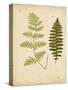 Cottage Ferns III-Edward Lowe-Stretched Canvas