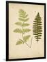 Cottage Ferns III-Edward Lowe-Framed Art Print