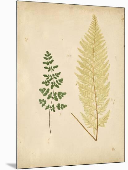 Cottage Ferns IV-Edward Lowe-Mounted Art Print