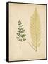 Cottage Ferns IV-Edward Lowe-Framed Stretched Canvas