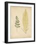 Cottage Ferns IV-Edward Lowe-Framed Art Print