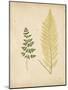 Cottage Ferns IV-Edward Lowe-Mounted Art Print