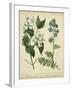 Cottage Florals I-Sydenham Teast Edwards-Framed Art Print