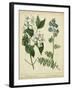 Cottage Florals I-Sydenham Teast Edwards-Framed Art Print