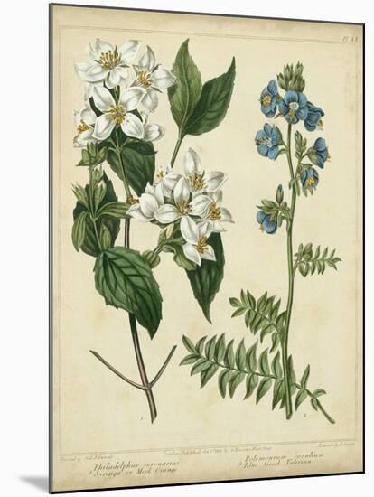 Cottage Florals I-Sydenham Teast Edwards-Mounted Art Print