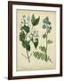 Cottage Florals I-Sydenham Teast Edwards-Framed Art Print