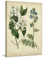 Cottage Florals I-Sydenham Teast Edwards-Stretched Canvas