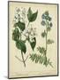 Cottage Florals I-Sydenham Teast Edwards-Mounted Art Print