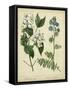 Cottage Florals I-Sydenham Teast Edwards-Framed Stretched Canvas