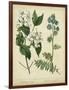 Cottage Florals I-Sydenham Teast Edwards-Framed Art Print