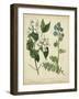 Cottage Florals I-Sydenham Teast Edwards-Framed Art Print