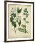 Cottage Florals I-Sydenham Teast Edwards-Framed Art Print