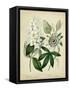 Cottage Florals II-Sydenham Teast Edwards-Framed Stretched Canvas