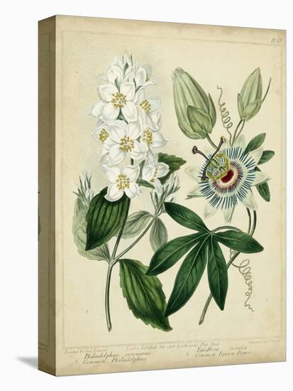 Cottage Florals II-Sydenham Teast Edwards-Stretched Canvas