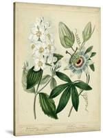 Cottage Florals II-Sydenham Teast Edwards-Stretched Canvas