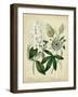 Cottage Florals II-Sydenham Teast Edwards-Framed Art Print