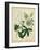 Cottage Florals II-Sydenham Teast Edwards-Framed Art Print