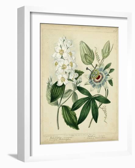 Cottage Florals II-Sydenham Teast Edwards-Framed Art Print