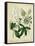 Cottage Florals II-Sydenham Teast Edwards-Framed Stretched Canvas