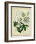 Cottage Florals II-Sydenham Teast Edwards-Framed Art Print