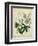 Cottage Florals II-Sydenham Teast Edwards-Framed Art Print