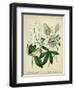 Cottage Florals II-Sydenham Teast Edwards-Framed Art Print