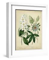 Cottage Florals II-Sydenham Teast Edwards-Framed Art Print