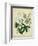 Cottage Florals II-Sydenham Teast Edwards-Framed Art Print