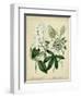 Cottage Florals II-Sydenham Teast Edwards-Framed Art Print