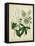 Cottage Florals II-Sydenham Teast Edwards-Framed Stretched Canvas