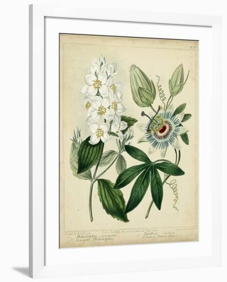 Cottage Florals II-Sydenham Teast Edwards-Framed Art Print