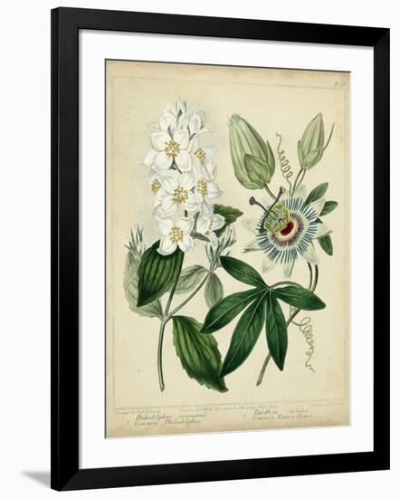 Cottage Florals II-Sydenham Teast Edwards-Framed Art Print