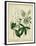 Cottage Florals II-Sydenham Teast Edwards-Framed Art Print