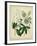 Cottage Florals II-Sydenham Teast Edwards-Framed Art Print