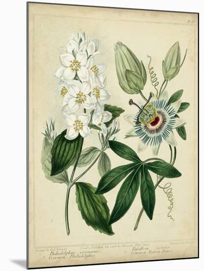 Cottage Florals II-Sydenham Teast Edwards-Mounted Art Print
