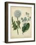 Cottage Florals III-Sydenham Teast Edwards-Framed Art Print