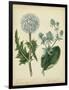 Cottage Florals III-Sydenham Teast Edwards-Framed Art Print