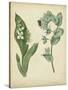 Cottage Florals IV-Sydenham Teast Edwards-Stretched Canvas