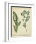 Cottage Florals IV-Sydenham Teast Edwards-Framed Art Print