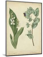 Cottage Florals IV-Sydenham Teast Edwards-Mounted Art Print