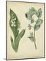 Cottage Florals IV-Sydenham Edwards-Mounted Art Print